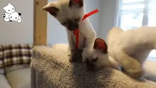 Siamese Kittens And Cats Playing | My Favorite Cats