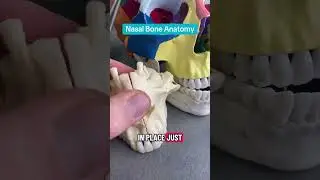 Nasal Bone Anatomy Explained #anatomy #nose #nasal #nursing #studying