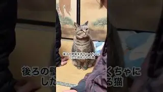 後ろの扉の壁紙をめちゃくちゃにし、さらに毎日脱走してる上、餌の時間の1時間前から泣き狂う猫が母に怒られるだけの動画 #ぬこ #猫 #ねこ #猫のいる暮らし #ねこのきもち