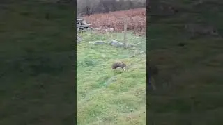 rabbit snaring in the uk #trapping #snaring #rabbitsnaring #hunting #survival #rabbithunting