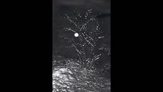 Moon Lore  - There Again (1993/black metal/gothic/post-punk/obscure/Norway)