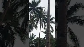 COCONUT TREES #viral #bohol #youtubeshorts #shorts