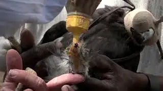 For Kenya's birds of prey, power lines are a deadly enemy
