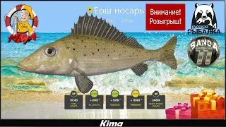 ЁРШ-НОСАРЬ ТРОФЕЙ ( Внимание розыгрыш по комментарию!!! ) ▶️ Kima STREAM - BANDA 77🌍18+