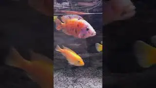 #removing #fish #mouthbrooding #aquariumlife #africancichlids #realamerican #hulkhogan #legend