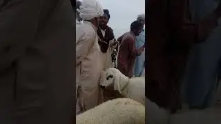 Pachnand maveshi mandi sodaa nice and funny