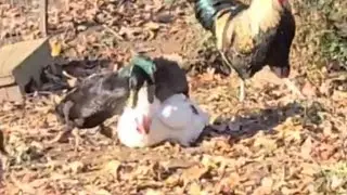 Two Ducks Trying To Mating Chicken Hen