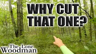HOW I SELECT TREES FOR FIREWOOD (and why)