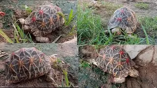 कछुआ// tortoise//#newvideo//#कछुआ //#tortoise//#turtle//#video 
