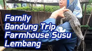 Family Bandung Trip/ Farmhouse Susu Lembang/ Video with Animals/ Expat Life/ Expat Kids/ Expat Child