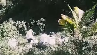 Apiary maintenance