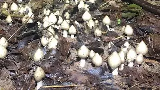 Nấm Mối Rừng Miền Đông Nam Bộ, Đi Tìm Nấm Mối Thiên Nhiên