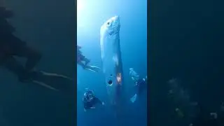 🇯🇵 Japanese divers next to a gigantic ribbon fish...