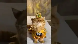 This Cat Just Discovered He&rsquo;s Actually Royalty !👑🐾