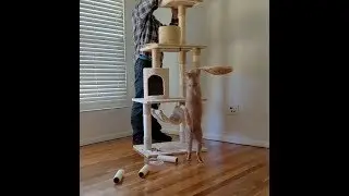 Time lapse build of cat tower and review of Go Pet Club 62-Inch Cat Tree
