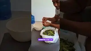 Guandules o Frijol de Arbol