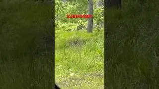 SPOTTED WILD TURKEY 🦃👀 #shorts #nature #wow