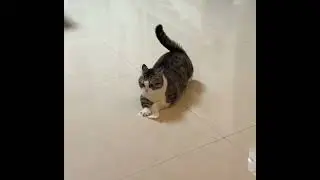 Can This Cat Catch the Flying Paper?