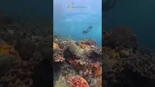 Scuba Diving in Dubai | Tour Packages | 20% Off Ticket Offer | Aan Tourism  #travel #scubadiving