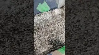 Coco Coir casing vs. NO casing