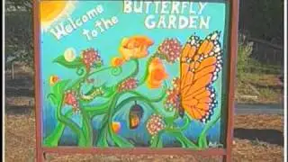 Butterfly Garden