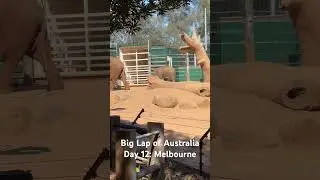 Big Lap of Australia Day 12: Melbourne #australia #carcamping #travel #melbourne #zoo #biglap