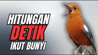 CEPAT RESPON! 1000% efektif buat pancingan Anis merah bisu macet total biar bunyi kembali | 28