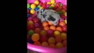 Teacup piglet in a busy box