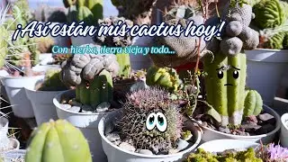 No están en su mejor momento, pero los amo igual – Tour por mis cactus