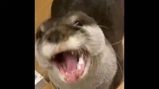 Princess Otter Qoo enjoying her delicious meal 🦦😁😋OtterNoise|Cute Otter