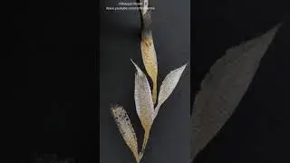 Tri Wedge Premium Brush in use