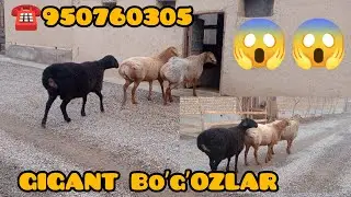 GIGANT BOʼGʼOZ QOʼYLAR KELDI TOZA QIRGʼIZ☎️950760305