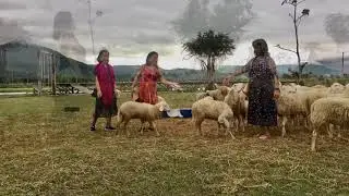 Bản nhạc Polonaise của Oginsky.