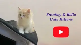 Kittens Playing | Kittens Playing With Toys First Time