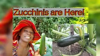 Harvesting Zucchini at Home || After the hard work, see the results!