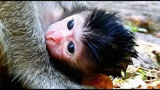 04|11|2019 HOT NEWS| CONGRATULATION FOR AMARI MONKEY GROUP GOT NEW MEMBER| JILL GIVE A BIRTH.