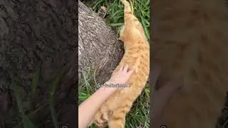 He is so defenseless😺😂