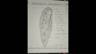 #shortfeed #zoology record#short#ytshorts #bsc #zoology