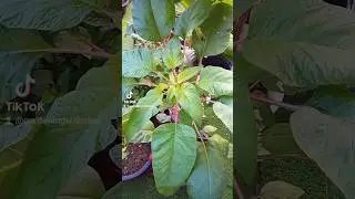Harvesting Amaranth/Callaloo  #gardening #callaloo