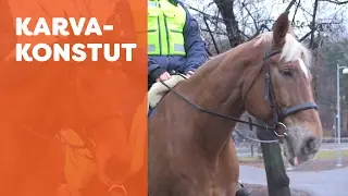 Karvakonstut: Ex boy aka Esko