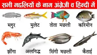 Fish Names in English and Hindi With Pictures | मछलियों के नाम English mai | English Vocabulary