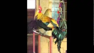 Rocking Horse Ranch and Rehabilitation Center