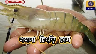 গলদা চিংড়ি  চাষ   DDBanglaTV #ddbangla