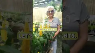 Golden Shrimp Plant - Tropical Blooms