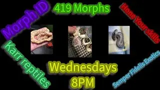 MORPH ID WEDNESDAY!!!!