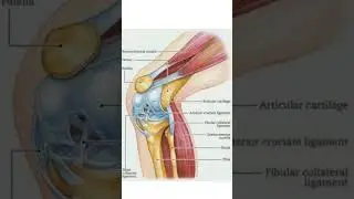 knee joint #anatomy