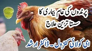 Prevention and Treatment of Colibacillosis in Poultry Birds | E. coli in Chickens | Dr. ARSHAD