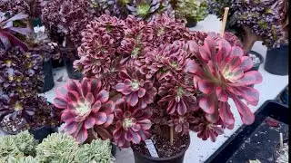 1/30/26 SUCCULENTS FOR SALE AEONIUM CLUSTER AND CRESTED BÁN SEN ĐÁ ĐẸP | Lele: 408 883 5495