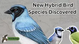 New Hybrid Bird Species Discovered: The Grue Jay