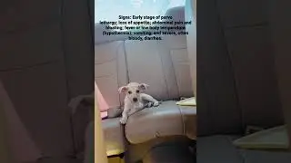 What is the early stage of parvo?